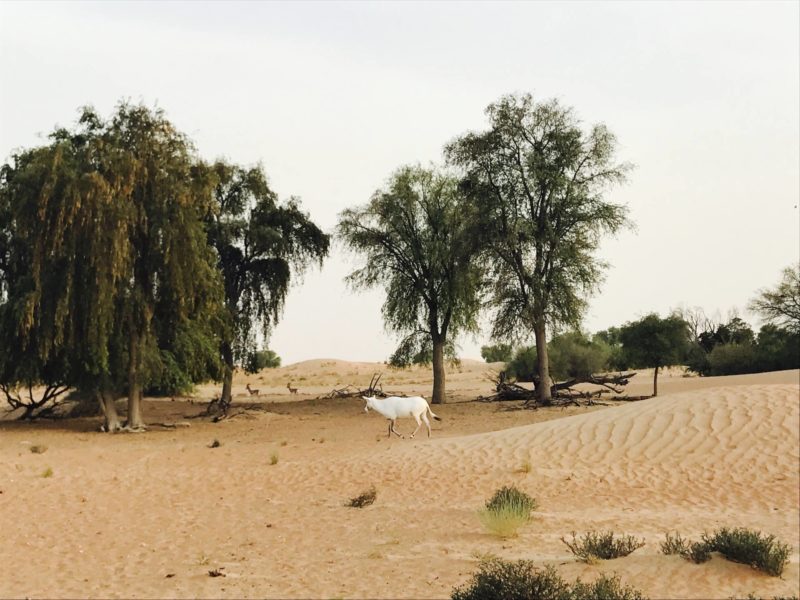 dubai-safari-desert