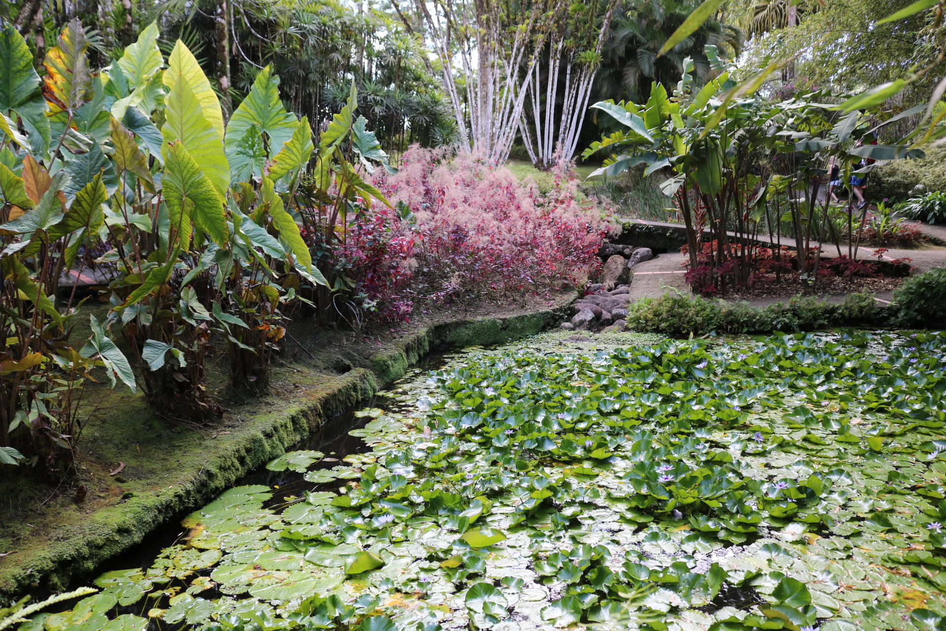 jardin de balata Martinique