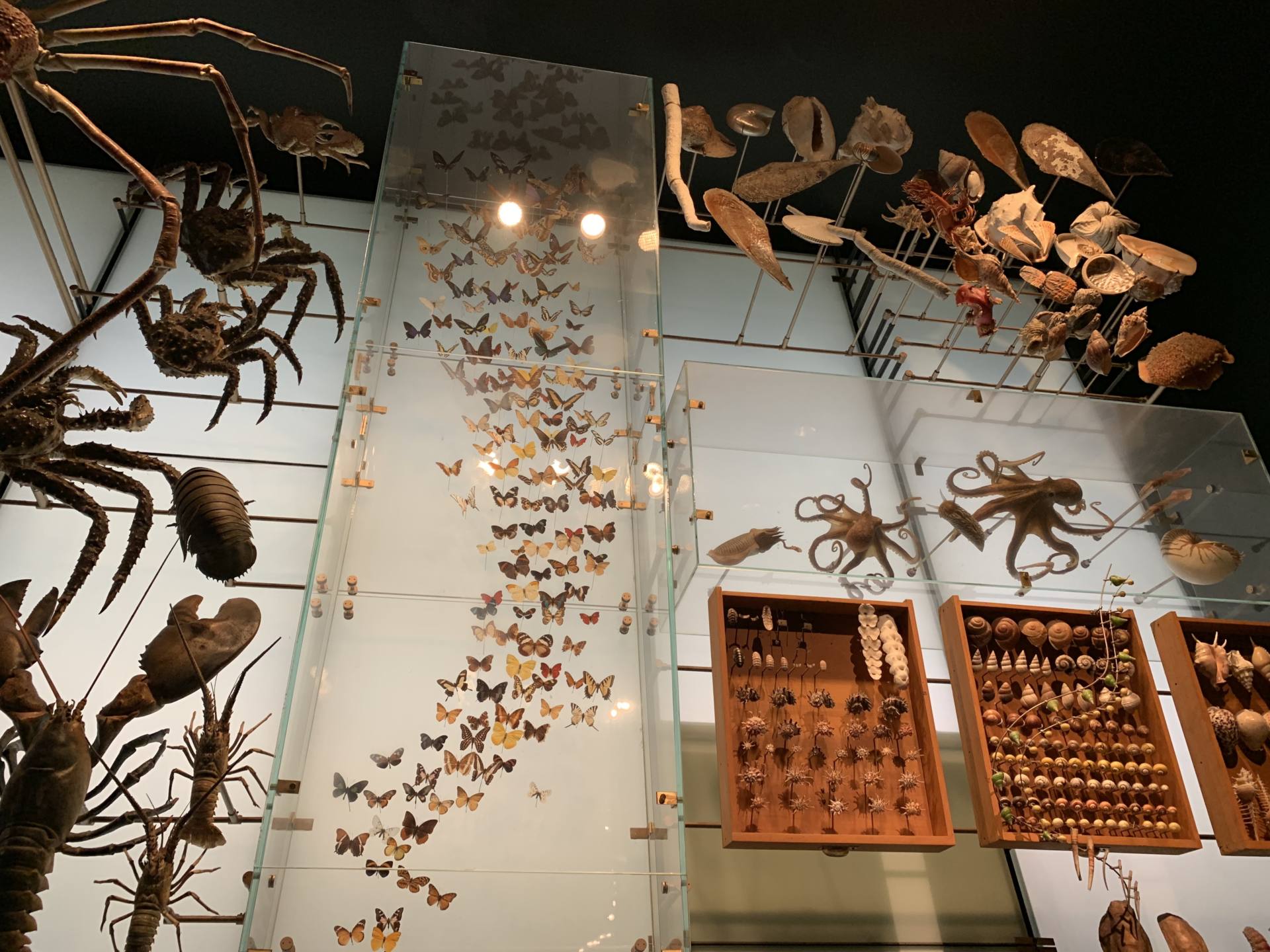 musée d'histoire naturelle new York