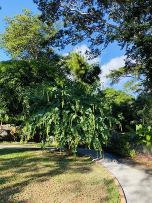 guadeloupe-deshaies-8