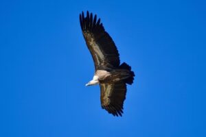 vautour-estremadure-espagne-1